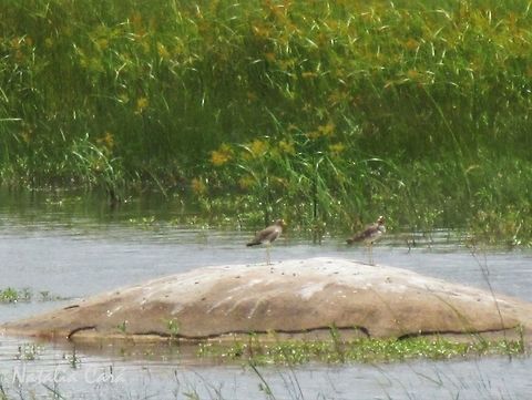African Wattled Lapwing (Vanellus senegallus) Taken in February 2014, in Wedza, Zimbabwe. Known as Hurekure, in Shona. Africa,African wattled lapwing,Charadriidae,Charadriiformes,Geotagged,Southern Africa,Summer,Vanellus,Vanellus senegallus,Zimbabwe,bird,lapwing