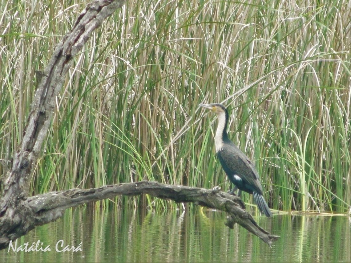 White-breasted Cormorant (Phalacrocorax lucidus) Taken in February 2014, in Wedza, Zimbabwe. Africa,Geotagged,Phalacrocoracidae,Phalacrocorax,Phalacrocorax lucidus,Southern Africa,Suliformes,Summer,White-breasted Cormorant,Zimbabwe,bird,cormorant