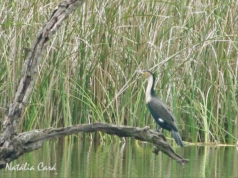 White-breasted Cormorant (Phalacrocorax lucidus) Taken in February 2014, in Wedza, Zimbabwe. Africa,Geotagged,Phalacrocoracidae,Phalacrocorax,Phalacrocorax lucidus,Southern Africa,Suliformes,Summer,White-breasted Cormorant,Zimbabwe,bird,cormorant