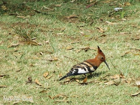 African Hoopoe (Upupa africana) Taken in January 2014, in Port Elizabeth, South Africa. Known as Hoephoep, in Afrikaans. Africa,African Hoopoe,Bucerotiformes,Geotagged,Hoopoe,South Africa,Southern Africa,Summer,Upupa africana,Upupa epops,Upupidae,bird