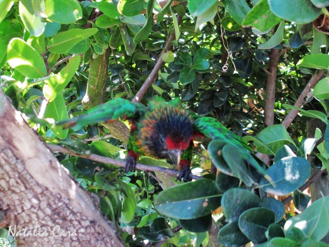 Yellowish-streaked Lory (Chalcopsitta scintillata) Taken in January 2014, at Seaview Predator Park. Chalcopsitta scintillata,Psittaciformes,Psittaculidae,Yellowish-streaked lory,bird
