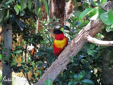 Yellow-bibbed Lory (Lorius chlorocercus) Taken in January 2014, at Seaview Predator Park. Lorius chlorocercus,Psittaciformes,Psittaculidae,Yellow-bibbed lory,bird,lory