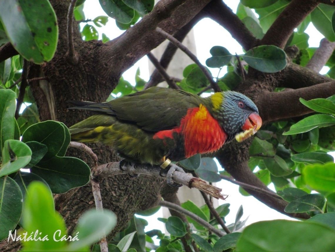 Grey-green Rainbow Lorikeet (Trichoglossus haematodus) Taken in January 2014, at Seaview Predator Park. Psittaciformes,Psittaculidae,Rainbow Lorikeet,Rainbow lorikeet,Trichoglossus haematodus,Trichoglossus moluccanus,bird,lorikeet