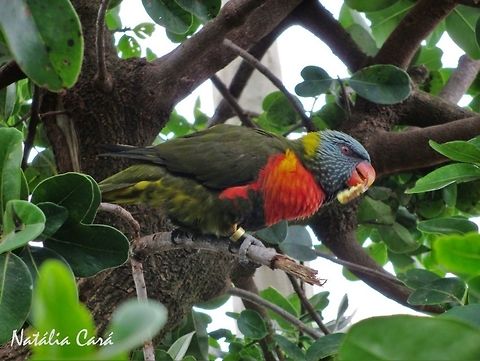 Grey-green Rainbow Lorikeet (Trichoglossus haematodus) Taken in January 2014, at Seaview Predator Park. Psittaciformes,Psittaculidae,Rainbow Lorikeet,Rainbow lorikeet,Trichoglossus haematodus,Trichoglossus moluccanus,bird,lorikeet