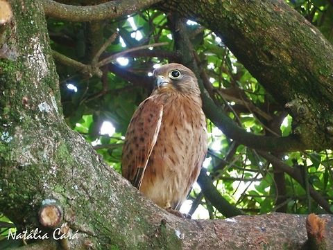 Immature Rock Kestrel (Falco rupicolus) Taken in December 2013, in Port Elizabeth, South Africa. Known Kransvalk, in Afrikaans. Africa,Common Kestrel,Falco,Falco rupicolus,Falco tinnunculus,Falconidade,Falconiformes,Geotagged,Rock kestrel,South Africa,Southern Africa,Summer,bird,birds of prey,kestrel,raptor