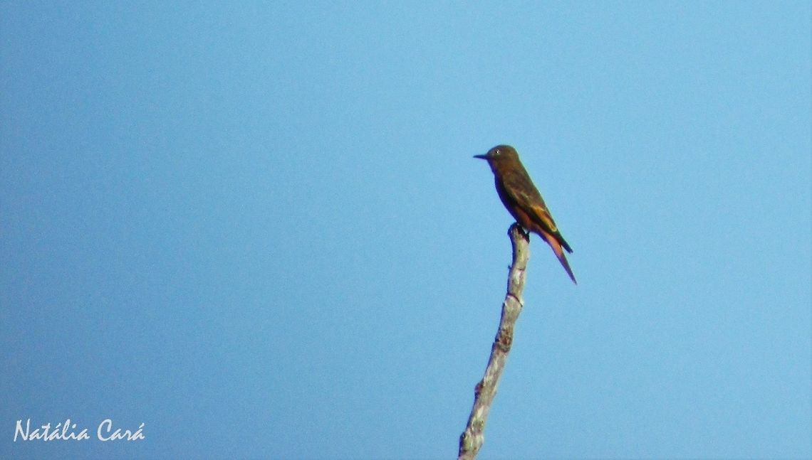 Cliff Flycatcher (Hirundinea ferruginea) Taken in Peru&iacute;be, a coastal town in the state of S&atilde;o Paulo, Brazil. Known as Gib&atilde;o-de-couro, in Portuguese. Atlantic Forest,Brazil,Cliff flycatcher,Geotagged,Hirundinea,Hirundinea ferruginea,Passeriformes,South America,Tyrannidae,Winter,bird,flycatcher