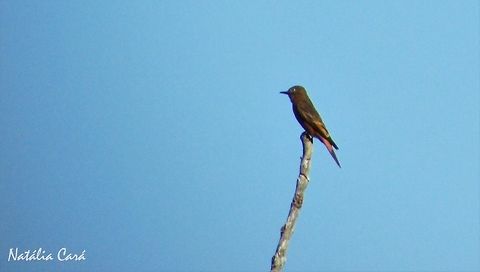 Cliff Flycatcher (Hirundinea ferruginea) Taken in Peruíbe, a coastal town in the state of São Paulo, Brazil. Known as Gibão-de-couro, in Portuguese. Atlantic Forest,Brazil,Cliff flycatcher,Geotagged,Hirundinea,Hirundinea ferruginea,Passeriformes,South America,Tyrannidae,Winter,bird,flycatcher