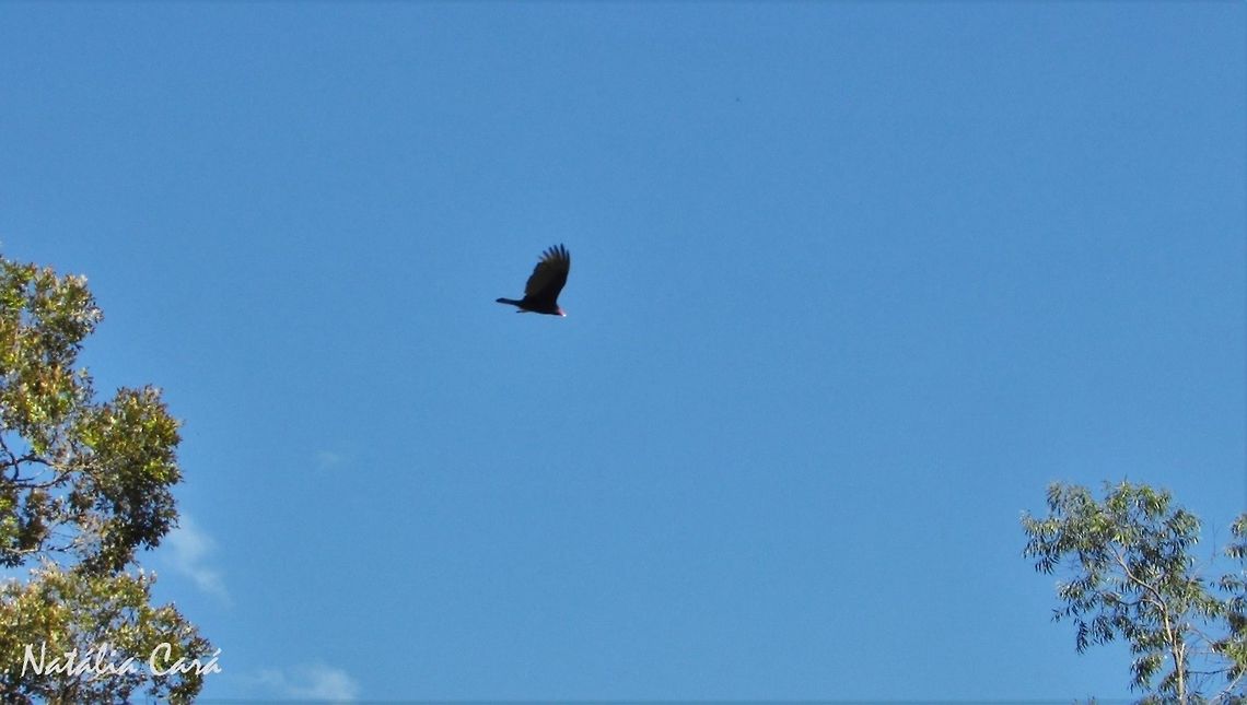 Turkey Vulture (Cathartes aura) Taken in Peru&iacute;be, a coastal town in the state of S&atilde;o Paulo, Brazil. Known as Urubu-de-cabe&ccedil;a-vermelha, in Portuguese. Atlantic Forest,Brazil,Cathartes,Cathartes aura,Cathartidae,Cathartiformes,Geotagged,South America,Turkey Vulture,Winter,bird,birds of prey,raptor,vulture