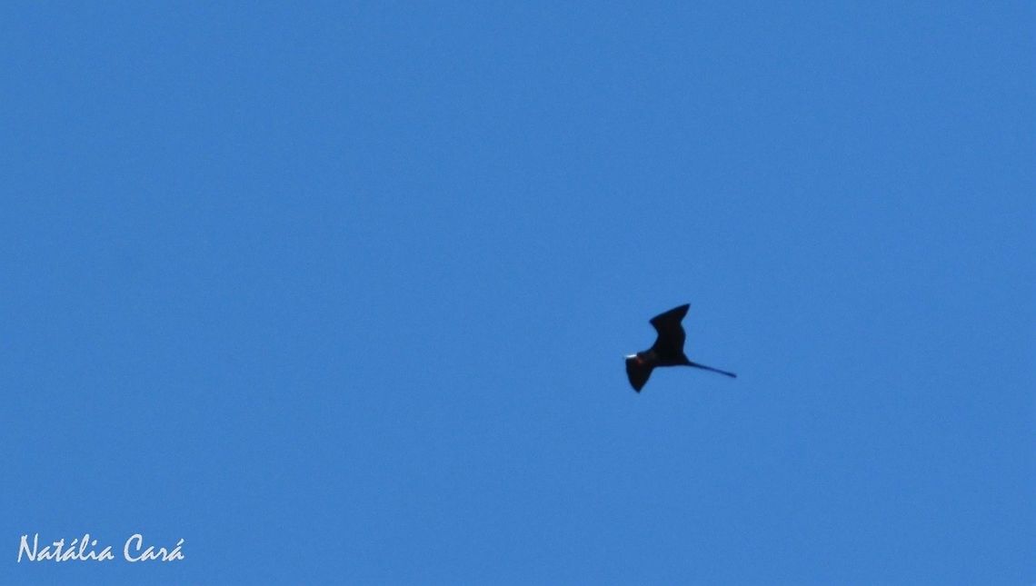Magnificent Frigatebird (Fregata magnificens) Taken in Peru&iacute;be, a coastal town in the state of S&atilde;o Paulo, Brazil. Known as Fragata, in Portuguese. Brazil,Fregata,Fregata magnificens,Fregatidae,Geotagged,Magnificent Frigatebird,South America,Suliformes,Winter,bird,frigatebird