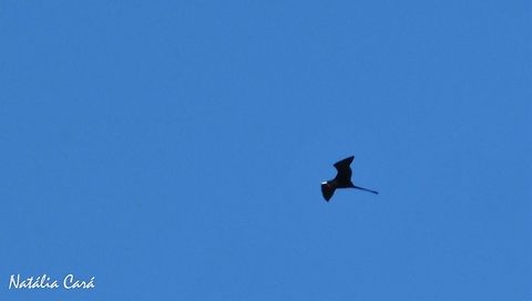 Magnificent Frigatebird (Fregata magnificens) Taken in Peruíbe, a coastal town in the state of São Paulo, Brazil. Known as Fragata, in Portuguese. Brazil,Fregata,Fregata magnificens,Fregatidae,Geotagged,Magnificent Frigatebird,South America,Suliformes,Winter,bird,frigatebird