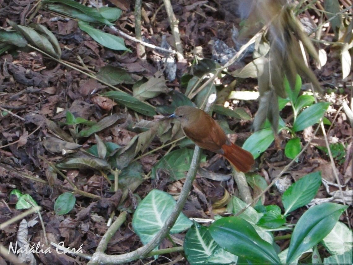 Female Ruby-crowned Tanager (Tachyphonus coronatus) Taken in Peru&iacute;be, a coastal town in the state of S&atilde;o Paulo, Brazil. Known as Ti&ecirc;-preto, in Portuguese. Atlantic Forest,Brazil,Geotagged,Passeriformes,Ruby-crowned tanager,South America,Tachyphonus,Tachyphonus coronatus,Thraupidae,Winter,bird,tanager