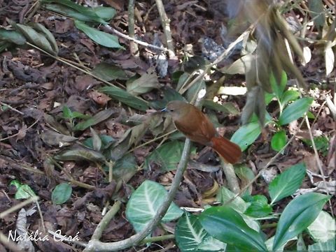 Female Ruby-crowned Tanager (Tachyphonus coronatus) Taken in Peruíbe, a coastal town in the state of São Paulo, Brazil. Known as Tiê-preto, in Portuguese. Atlantic Forest,Brazil,Geotagged,Passeriformes,Ruby-crowned tanager,South America,Tachyphonus,Tachyphonus coronatus,Thraupidae,Winter,bird,tanager