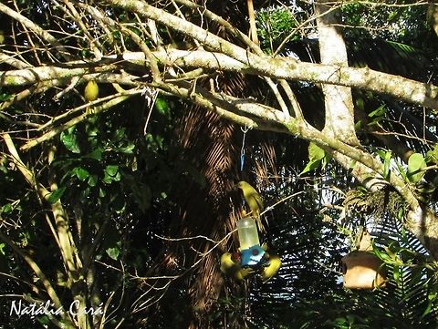 Olive-green Tanager (Orthogonys chloricterus) Taken in Peruíbe, a coastal town in the state of São Paulo, Brazil. Known as Catirumbava, in Portuguese. Atlantic Forest,Brazil,Geotagged,Olive-green tanager,Orthogonys,Orthogonys chloricterus,Passeriformes,South America,Thraupidae,Winter,bird,tanager