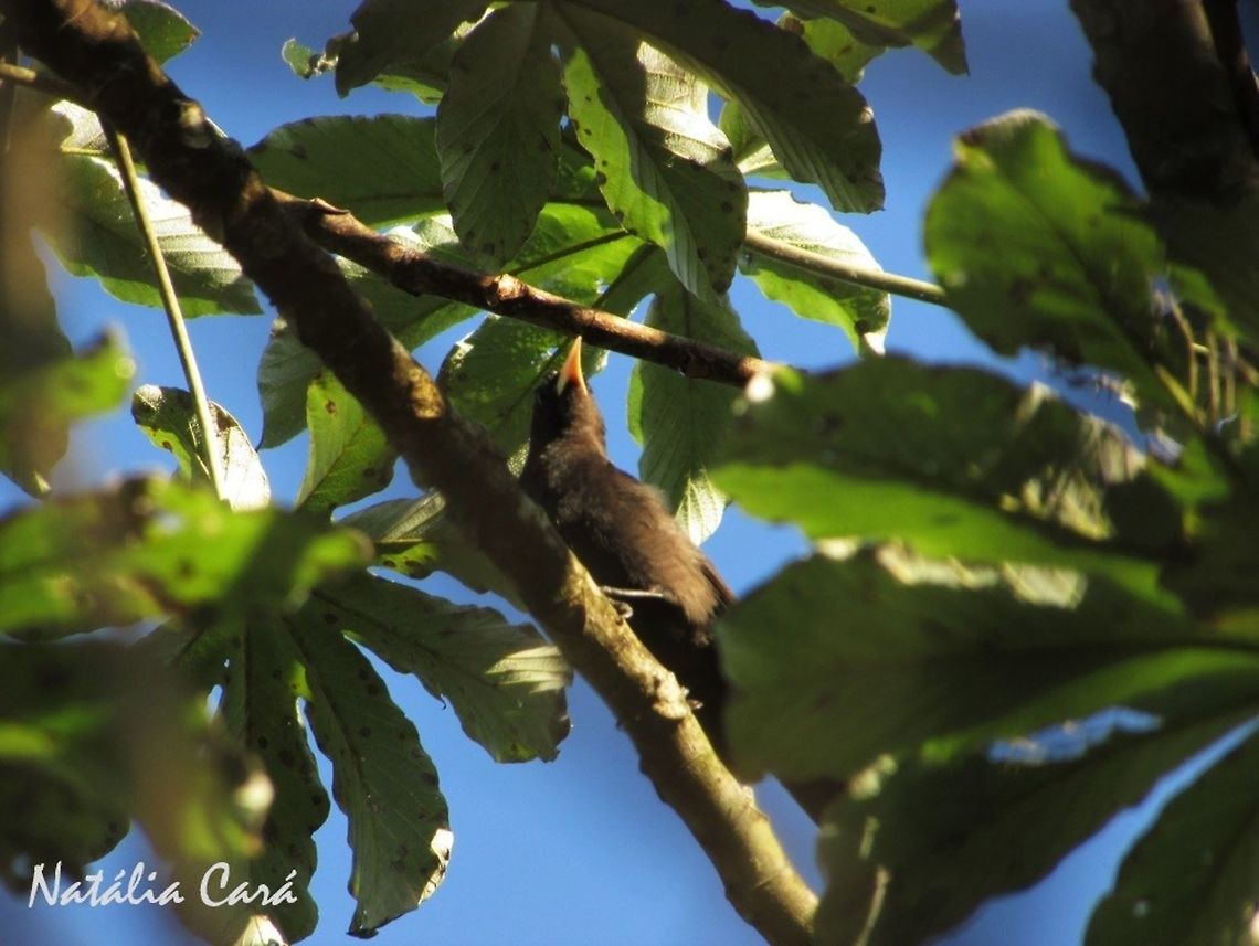 Red-rumped Cacique (Cacicus haemorrhous) Taken in Peru&iacute;be, a coastal town in the state of S&atilde;o Paulo, Brazil. Known as Guaxe, in Portuguese. Atlantic Forest,Brazil,Cacicus,Cacicus haemorrhous,Geotagged,Icteridae,Passeriformes,Red-rumped cacique,South America,Winter,bird,cacique