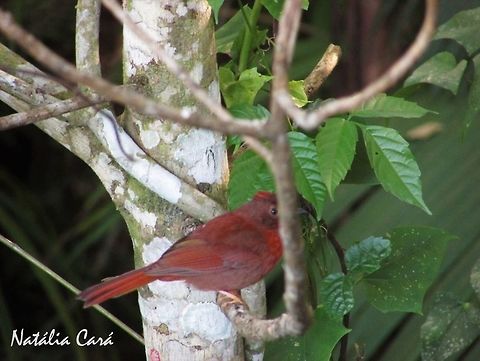 Red-crowned ant tanager