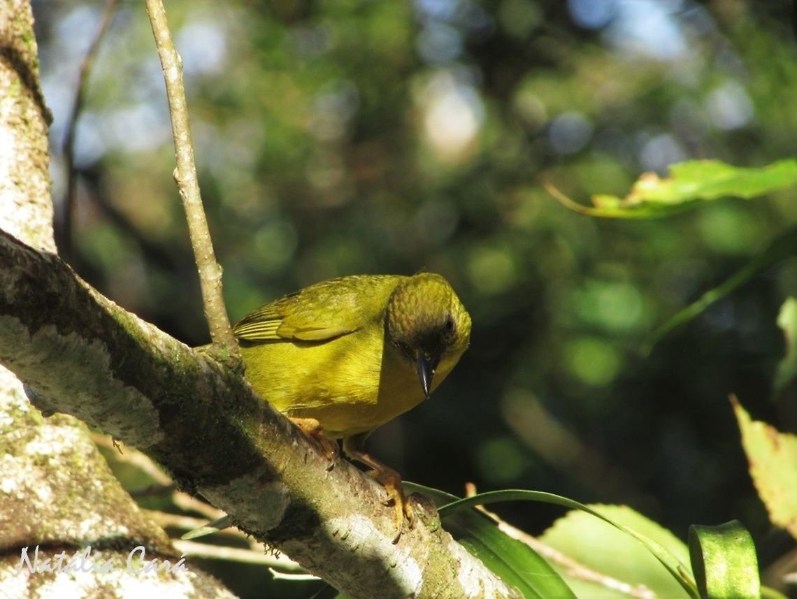 Olive-green Tanager (Orthogonys chloricterus) Taken in Peru&iacute;be, a coastal town in the state of S&atilde;o Paulo, Brazil. Known as Catirumbava, in Portuguese. Atlantic Forest,Brazil,Geotagged,Olive-green tanager,Orthogonys,Orthogonys chloricterus,Passeriformes,South America,Thraupidae,Winter,bird,tanager