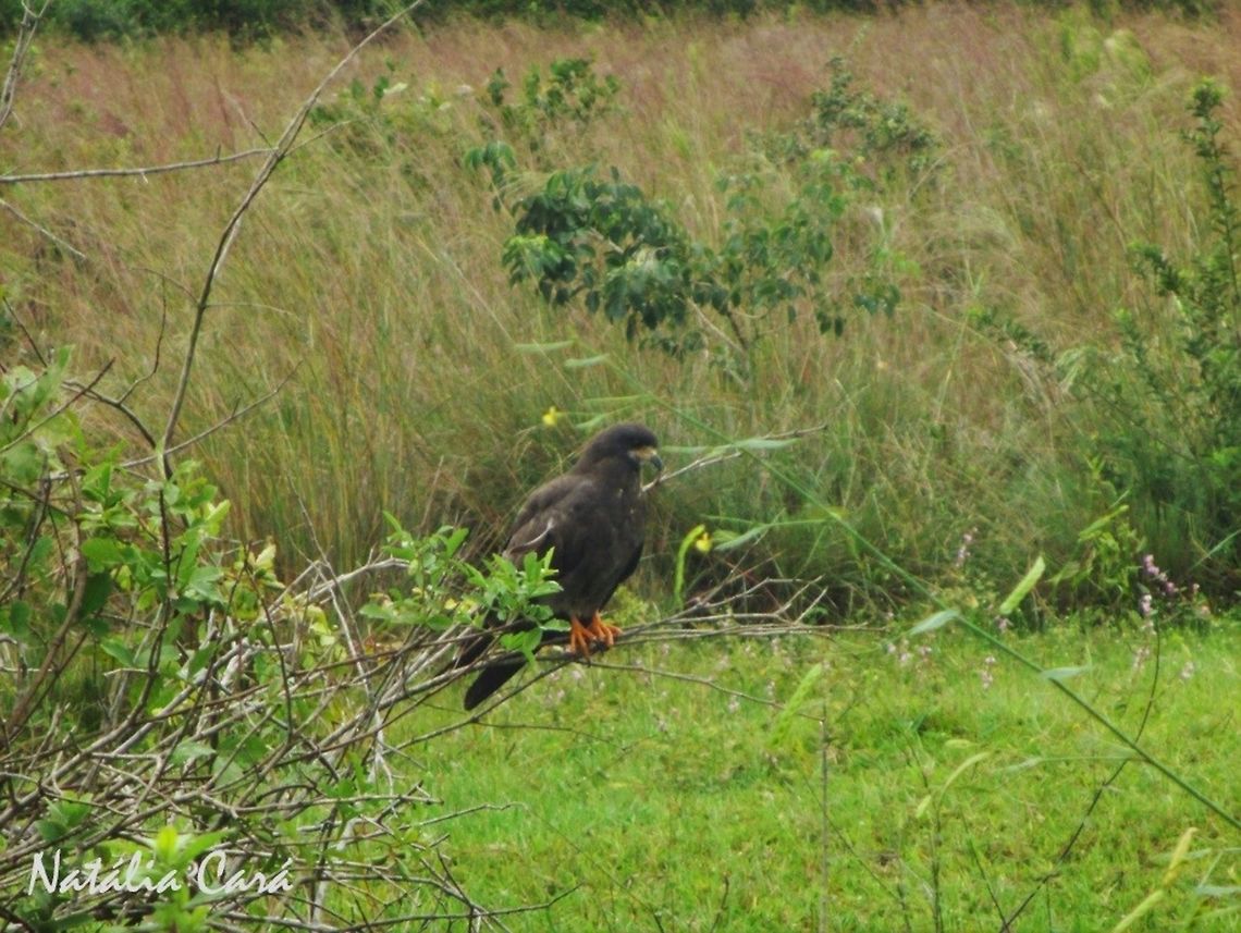 Male Snail Kite (Rostrhamus sociabilis) Taken in February 2014, in Pantanal, Brazil. Known as Gavi&atilde;o-caramujeiro, in Portuguese. Accipitridae,Accipitriformes,Brazil,Geotagged,Rostrhamus,Rostrhamus sociabilis,Snail Kite,South America,Summer,bird,birds of prey,kite,raptor
