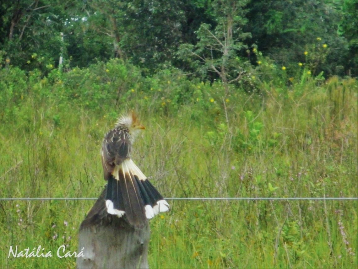 Guira Cuckoo (Guira guira) Taken in February 2014, in Pantanal, Brazil. Known as Anu-branco, in Portuguese. Brazil,Cuculidae,Cuculiformes,Geotagged,Guira,Guira Cuckoo,Guira guira,South America,Summer,bird,cuckoo