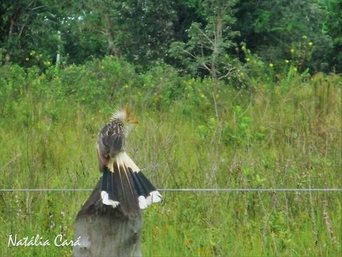 Guira Cuckoo (Guira guira) Taken in February 2014, in Pantanal, Brazil. Known as Anu-branco, in Portuguese. Brazil,Cuculidae,Cuculiformes,Geotagged,Guira,Guira Cuckoo,Guira guira,South America,Summer,bird,cuckoo