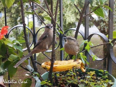 Chalk-browed Mockingbird (Mimus saturninus) Appreciated by it's call. Taken in July 2015, in the big city of S&atilde;o Paulo, Brazil. Knwon as Sabi&aacute;-do-Campo. Brazil,Chalk-browed mockingbird,Geotagged,Mimidae,Mimus,Mimus saturninus,Passeriformes,South America,Winter,bird,mockingbird