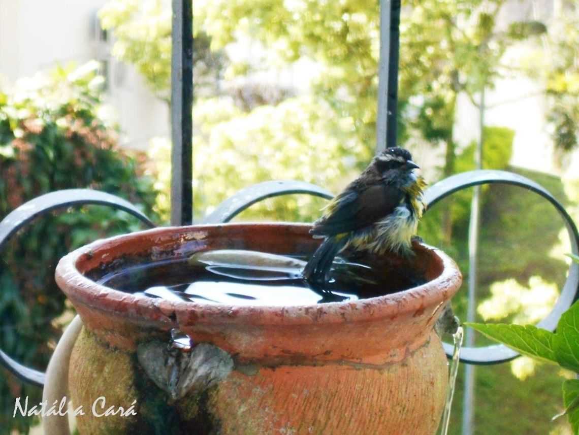 Bananaquit after a bath (Coereba flaveola) Bananaquits absolutely love to bathe, even on cold days! Taken in July 2015, in the big city of S&atilde;o Paulo, Brazil. Known as Cambacica, in Portuguese. Bananaquit,Brazil,Coereba,Coereba flaveola,Geotagged,Passeriformes,South America,Thraupidae,Winter,bird,passerine