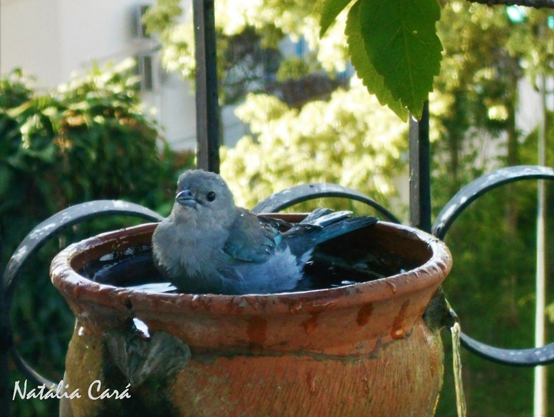 Sayaca Tanager (Thraupis sayaca) Taken in July 2015, in the big city of S&atilde;o Paulo, Brazil. Known as Sanha&ccedil;u-cinza, in Portuguese. Brazil,Geotagged,Passeriformes,Sayaca tanager,South America,Thraupidae,Thraupis,Thraupis sayaca,Winter,bird,passerine,tanager