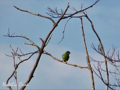 Female Blue Dacnis (Dacnis cayana) Taken in Peru&iacute;be, a coastal town in the state of S&atilde;o Paulo, Brazil. Known as Sa&iacute;-azul, in Portuguese. Atlantic Forest,Blue dacnis,Brazil,Dacnis cayana,Dacnys,Geotagged,Passeriformes,South America,Thraupidae,Winter,bird,passerine