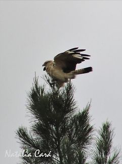 Yellow-headed Caracara (Milvago chimachima) Taken in February 2016, in the big city of São Paulo. Known as Carrapateiro, in Portuguese. Brazil,Falconidae,Falconiformes,Geotagged,Milvago chimachima,Mivalgo,South America,Summer,Winter,Yellow-headed caracara,bird,birds of prey,caracara,raptor