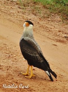 Southern Crested Caracara (Caracara plancus) Taken in February 2014, in Pantanal, Brazil. Known as Carcará, in Portuguese. Brazil,Caracara,Caracara plancus,Falconidae,Falconiformes,Geotagged,Pantanal,South America,Southern Crested Caracara,Summer,bird,birds of prey,raptor