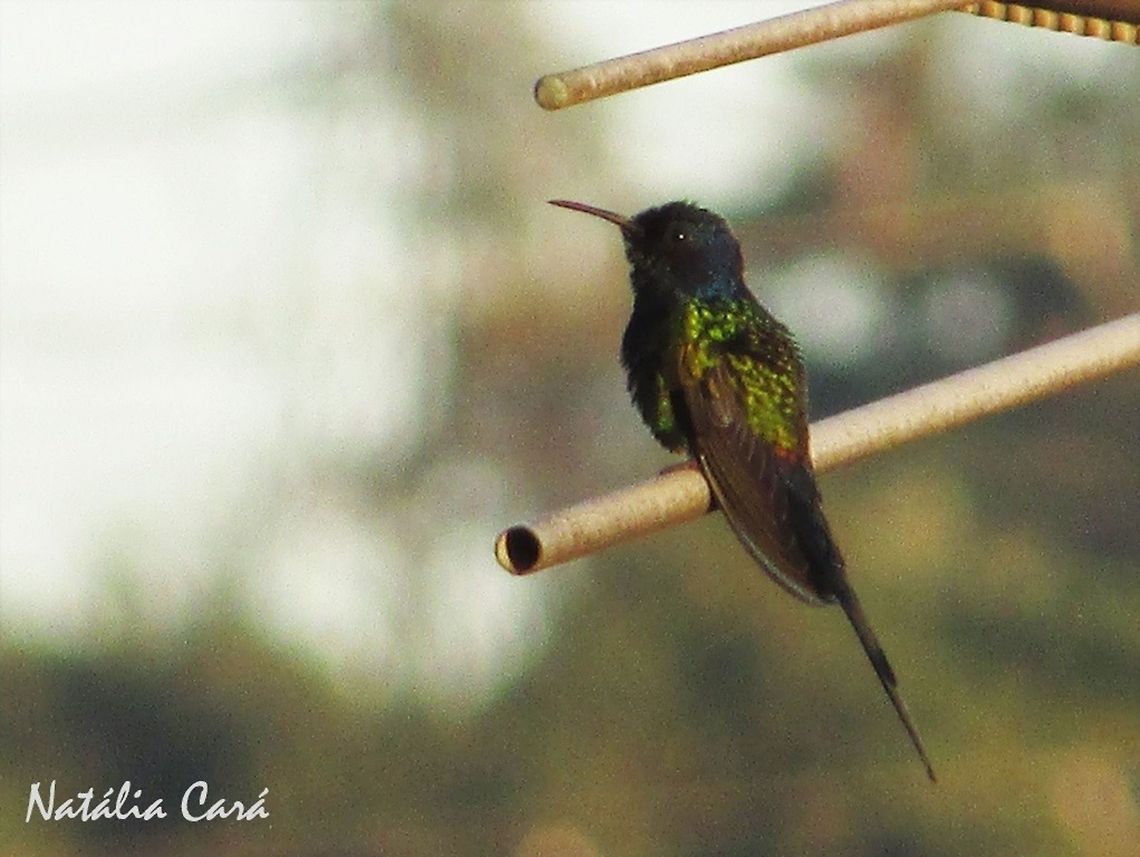 Swallow-tailed Hummingbird (Eupetomena macroura) Taken in the big city of S&atilde;o Paulo, Brazil. Known as Beija-flor-tesoura, in Portuguese. Apodiformes,Brazil,Eupetomena,Eupetomena macroura,Geotagged,South America,Swallow-tailed hummingbird,Trochilidae,Winter,bird,hummingbird
