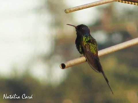 Swallow-tailed Hummingbird (Eupetomena macroura) Taken in the big city of S&atilde;o Paulo, Brazil. Known as Beija-flor-tesoura, in Portuguese. Apodiformes,Brazil,Eupetomena,Eupetomena macroura,Geotagged,South America,Swallow-tailed hummingbird,Trochilidae,Winter,bird,hummingbird