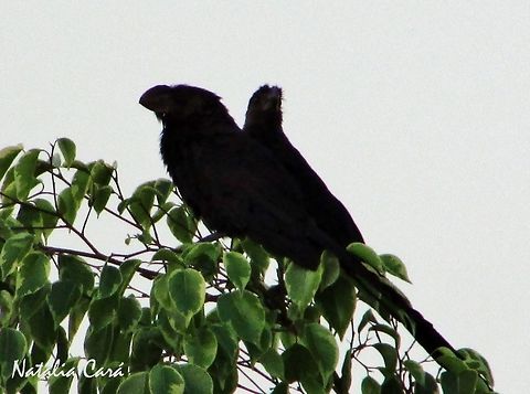 Smooth-billed Ani (Crotophaga ani) Taken in April 2016, in the big city of S&atilde;o Paulo, Brazil. Known as Anu-preto, in Portuguese. Autumn,Brazil,Crotophaga,Crotophaga ani,Cuculidae,Cuculiformes,Geotagged,Smooth-billed ani,South America,Summer,Winter,ani,bird