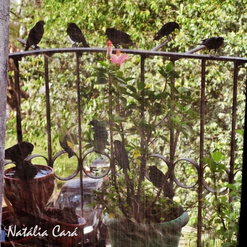 Shiny Cowbirds waiting for their turns to bathe (Molothrus bonariensis) Taken in April 2014, in the big city of S&atilde;o Paulo. Known as Chupim, in Portuguese. Autumn,Brazil,Geotagged,Icteridae,Molothrus,Molothrus bonariensis,Passeriformes,Shiny cowbird,South America,Winter,bird,cowbird,passerine