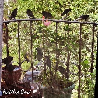 Shiny Cowbirds waiting for their turns to bathe (Molothrus bonariensis) Taken in April 2014, in the big city of São Paulo. Known as Chupim, in Portuguese. Autumn,Brazil,Geotagged,Icteridae,Molothrus,Molothrus bonariensis,Passeriformes,Shiny cowbird,South America,Winter,bird,cowbird,passerine