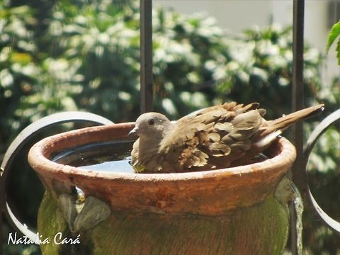 Ruddy Ground Dove (Columbina talpacoti) Taken in September 2014, in the big city of São Paulo, Brazil. Known as Rolinha-caldo-de-feijão, in Portuguese. Brazil,Columbidae,Columbiformes,Columbina,Columbina talpacoti,Geotagged,Ruddy ground dove,South America,Spring,Winter,bird,dove