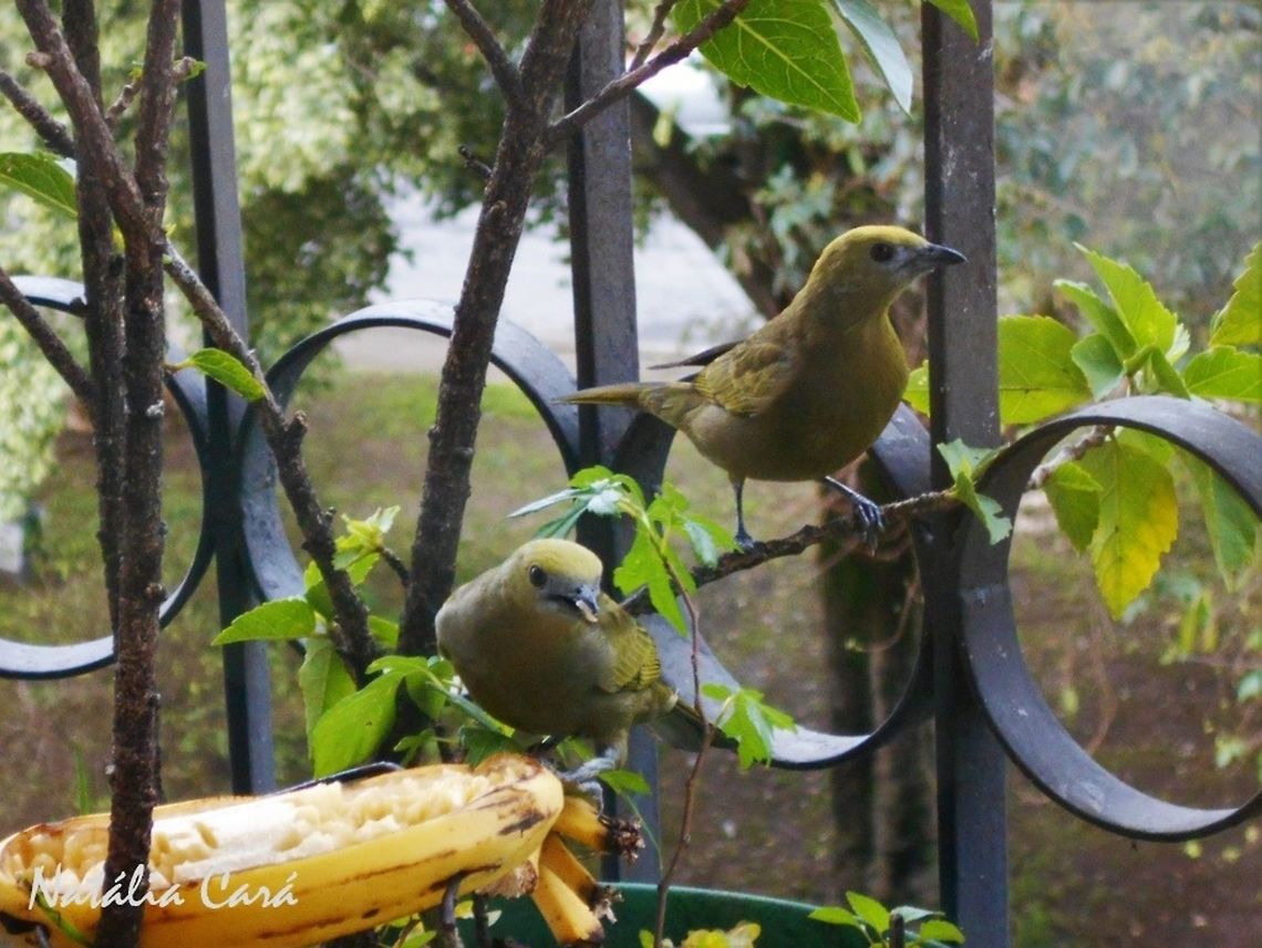 Palm Tanager (Thraupis palmarum) Taken in July 2015, in the big city of S&atilde;o Paulo, Brazil. Known as Sanha&ccedil;u-do-coqueiro, in Portuguese. Brazil,Geotagged,Palm Tanager,Passeriformes,South America,Thraupidae,Thraupis palmarum,Winter,bird,passerine,tanager