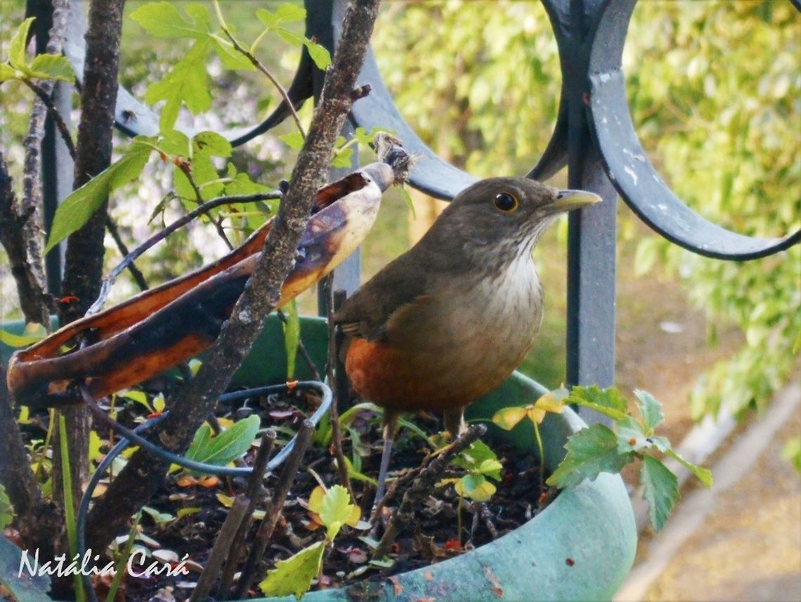 Ruffous-bellied Thrush (Turdus rufiventris) The Ruffous-bellied Thrush is the symbol of the state of S&atilde;o Paulo and Brazil. It has the most beautiful call, and can be heard even at from 2 to 4 in the morning, in the Spring, in spite of being a diurnal bird, and each individual has an unique call.<br />
<br />
Taken in August 2015, in the big city of S&atilde;o Paulo. Known as Sabi&aacute;-laranjeira, in Portuguese. Brazil,Geotagged,Passeriformes,Ruffous-bellied Thrush,South America,Thrush,Turdidae,Turdus,Turdus rufiventris,Winter,bird