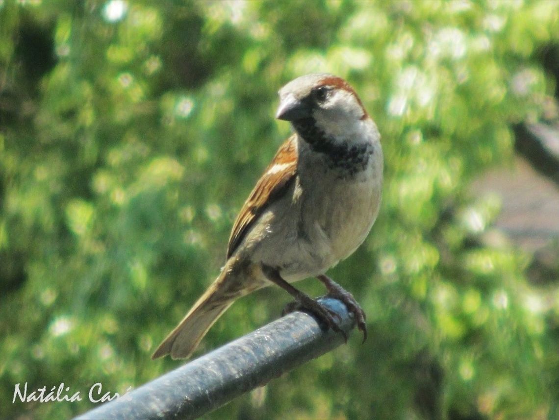 House Sparrow (Passer domesticus) Taken in October 2014, in the big city of S&atilde;o Paulo. Known as Pardal, in Portuguese. Brazil,Geotagged,House sparrow,Passer,Passer domesticus,Passeridae,Passeriformes,South America,Spring,Winter,bird,passerine,sparrow