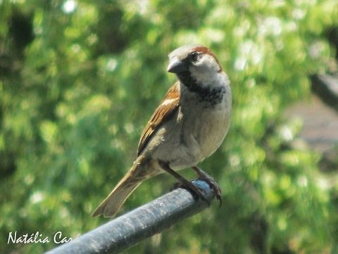 House Sparrow (Passer domesticus) Taken in October 2014, in the big city of São Paulo. Known as Pardal, in Portuguese. Brazil,Geotagged,House sparrow,Passer,Passer domesticus,Passeridae,Passeriformes,South America,Spring,Winter,bird,passerine,sparrow