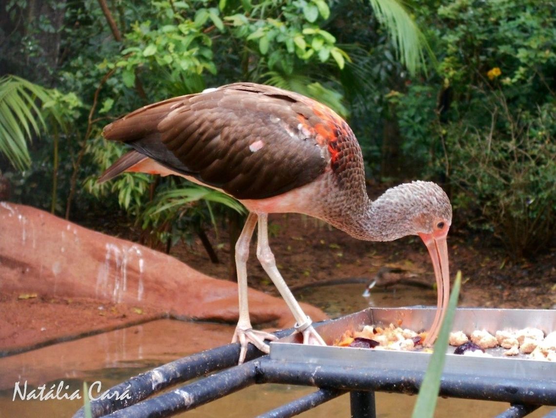Immature Scarlet Ibis (Eudocimus ruber) Taken in August 2015, at Parque das Aves (Bird Park), in Foz do Igua&ccedil;u, Brazil. Known as Guar&aacute;, in Portuguese. Brazil,Eudocimus,Eudocimus ruber,Geotagged,Pelecaniformes,Scarlet Ibis,South America,Therskiornithidae,Winter,bird,ibis