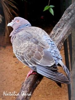 Picazuro Pigeon (Patagioenas picazuro) Taken in August 2015, at Parque das Aves (Bird Park), in Foz do Igua&ccedil;u, Brazil. Known as Pomb&atilde;o, in Portuguese. Brazil,Columbidae,Columbiformes,Geotagged,Patagioenas,Patagioenas picazuro,Picazuro pigeon,Winter,pigeon