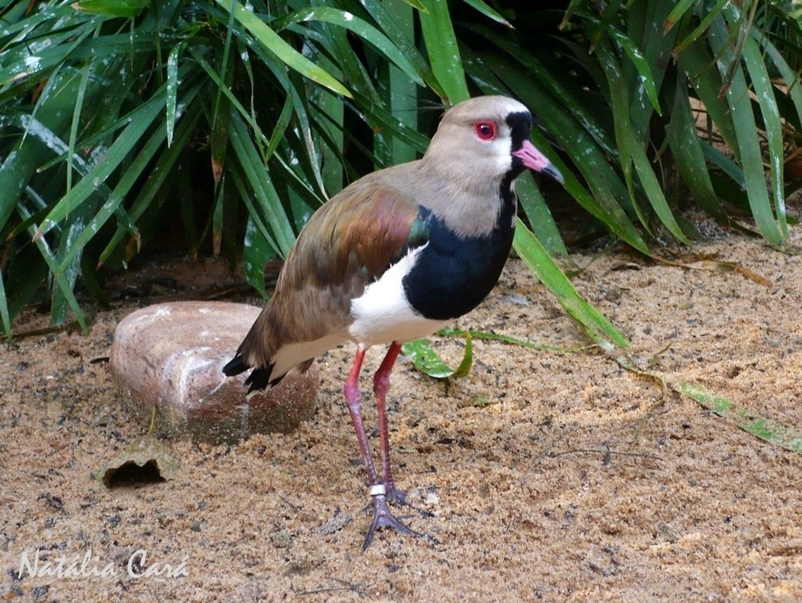 Southern Lapwing (Venellus chilensis) Taken in August 2015, at Parque das Aves (Bird Park), in Foz do Igua&ccedil;u, Brazil. Known as Quero-quero, in Portuguese. Brazil,Charadriidae,Charadriiformes,Geotagged,South America,Southern Lapwing,Vanellus,Vanellus chilensis,Winter,bird,lapwing