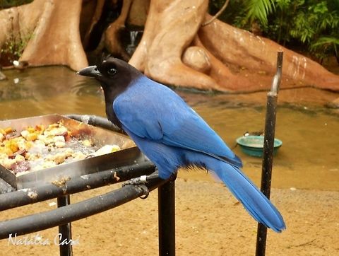 Azure Jay (Cyanocorax caeruleus) Taken in August 2015, at Parque das Aves (Bird Park), in Foz do Iguaçu, Brazil. Known as Gralha-azul, in Portuguese. Azure jay,Brazil,Corvidae,Cyanocorax,Cyanocorax caeruleus,Geotagged,Passeriformes,South America,Winter,bird,jay