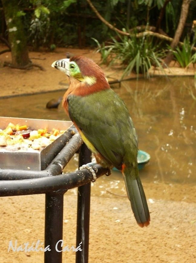 Spot-billed Toucanet (Selenidera maculirostris) Taken in August 2015, at Parque das Aves (Bird Park), in Foz do Igua&ccedil;u, Brazil. Known as Ara&ccedil;ari-poca, in Portuguese. Brazil,Geotagged,Piciformes,Ramphastidae,Selenidera,Selenidera maculirostris,South America,Spot-billed toucanet,Winter,bird,toucanet