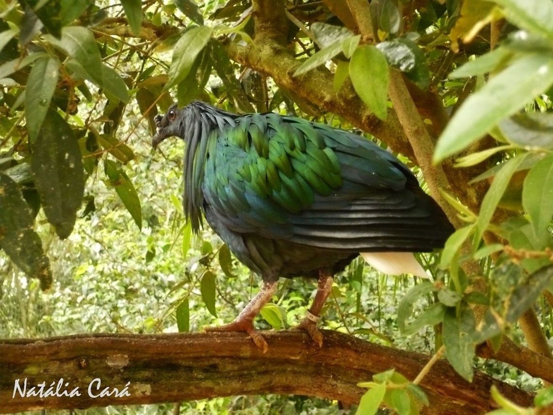 Nicobar Pigeon (Caloenas nicobarica) Taken in August 2015, at Parque das Aves (Bird Park), in Foz do Igua&ccedil;u, Brazil. Known as Pomba-de-Nicobar, in Portuguese. Brazil,Caloenas,Caloenas nicobarica,Columbidae,Columbiformes,Geotagged,Nicobar Pigeon,South America,Winter,bird,pigeon
