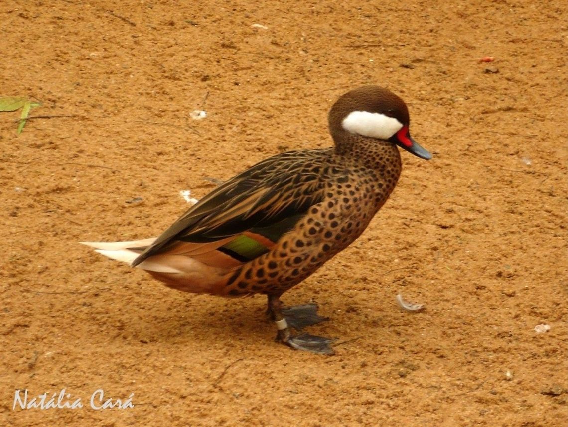 White-cheeked Pintail (Anas bahamensis) Taken in August 2015, at Parque das Aves (Bird Park), in Foz do Igua&ccedil;u, Brazil. Known as Marreca-toicinho, in Portuguese. Anas,Anas bahamensis,Anatidae,Anseriformes,Brazil,Geotagged,South America,White-cheeked pintail,Winter,bird,pintail