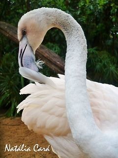 Greater Flamingo (Phoenicopterus roseus) Taken in August 2015, at Parque das Aves (Bird Park), in Foz do Igua&ccedil;u, Brazil. Known as Flaming-africano, in Portuguese. Brazil,Geotagged,Greater flamingo,Phoenicopteridae,Phoenicopterus,Phoenicopterus roseus,Phoenicorperiformes,South America,Winter,bird,flamingo