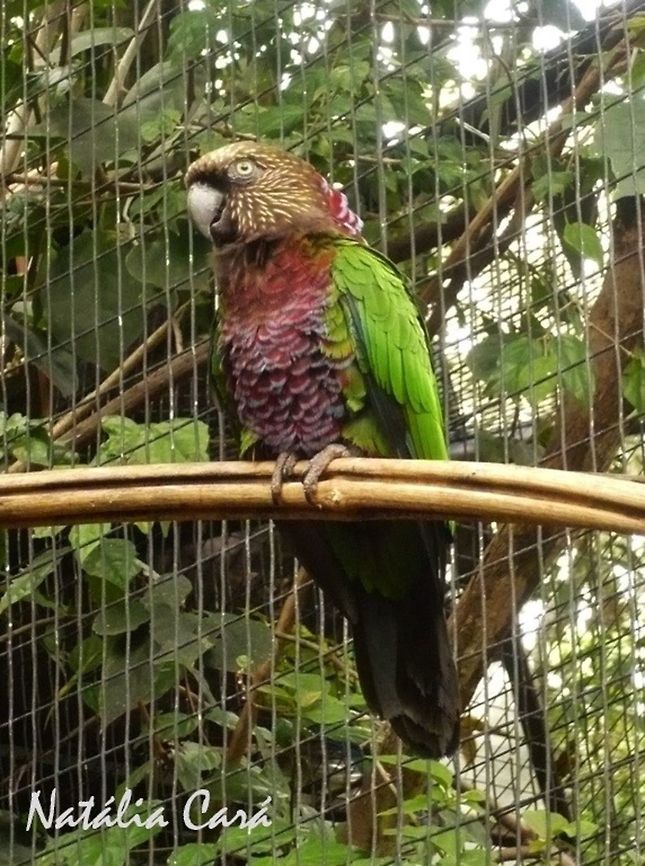 Red-fan Parrot (Deroptyus accipitrinus) Taken in August 2015, at Parque das Aves (Bird Park), in Foz do Igua&ccedil;u, Brazil. Known as Anac&atilde;, in Portuguese. Brazil,Deroptyus,Deroptyus accipitrinus,Geotagged,Psittacidae,Psittaciformes,Red-fan parrot,South America,Winter,bird,parrot