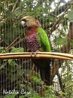 Red-fan Parrot (Deroptyus accipitrinus) Taken in August 2015, at Parque das Aves (Bird Park), in Foz do Iguaçu, Brazil. Known as Anacã, in Portuguese. Brazil,Deroptyus,Deroptyus accipitrinus,Geotagged,Psittacidae,Psittaciformes,Red-fan parrot,South America,Winter,bird,parrot