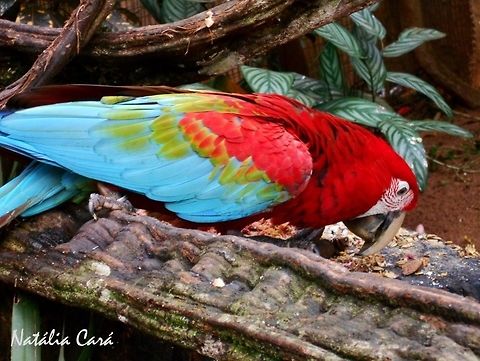 Red-and-green Macaw (Ara chloropterus) Taken in August 2015, at Parque das Aves (Bird Park), in Foz do Igua&ccedil;u, Brazil. Known as Arara-vermelha-grande, in Portuguese. Ara,Ara chloropterus,Brazil,Geotagged,Psittacidae,Psittaciformes,Red-and-green Macaw,South America,Winter,bird,macaw